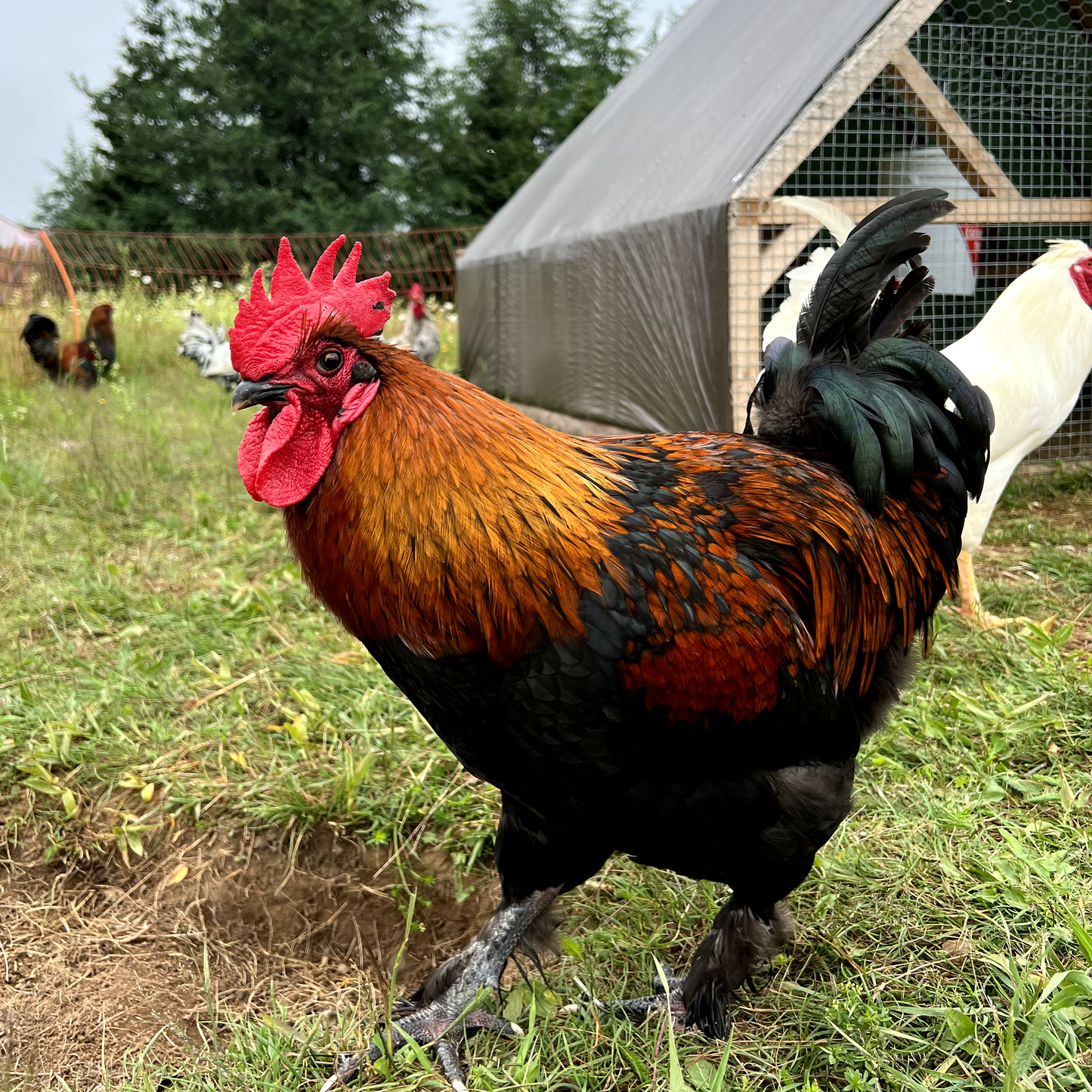 Marans noir à camail cuivré