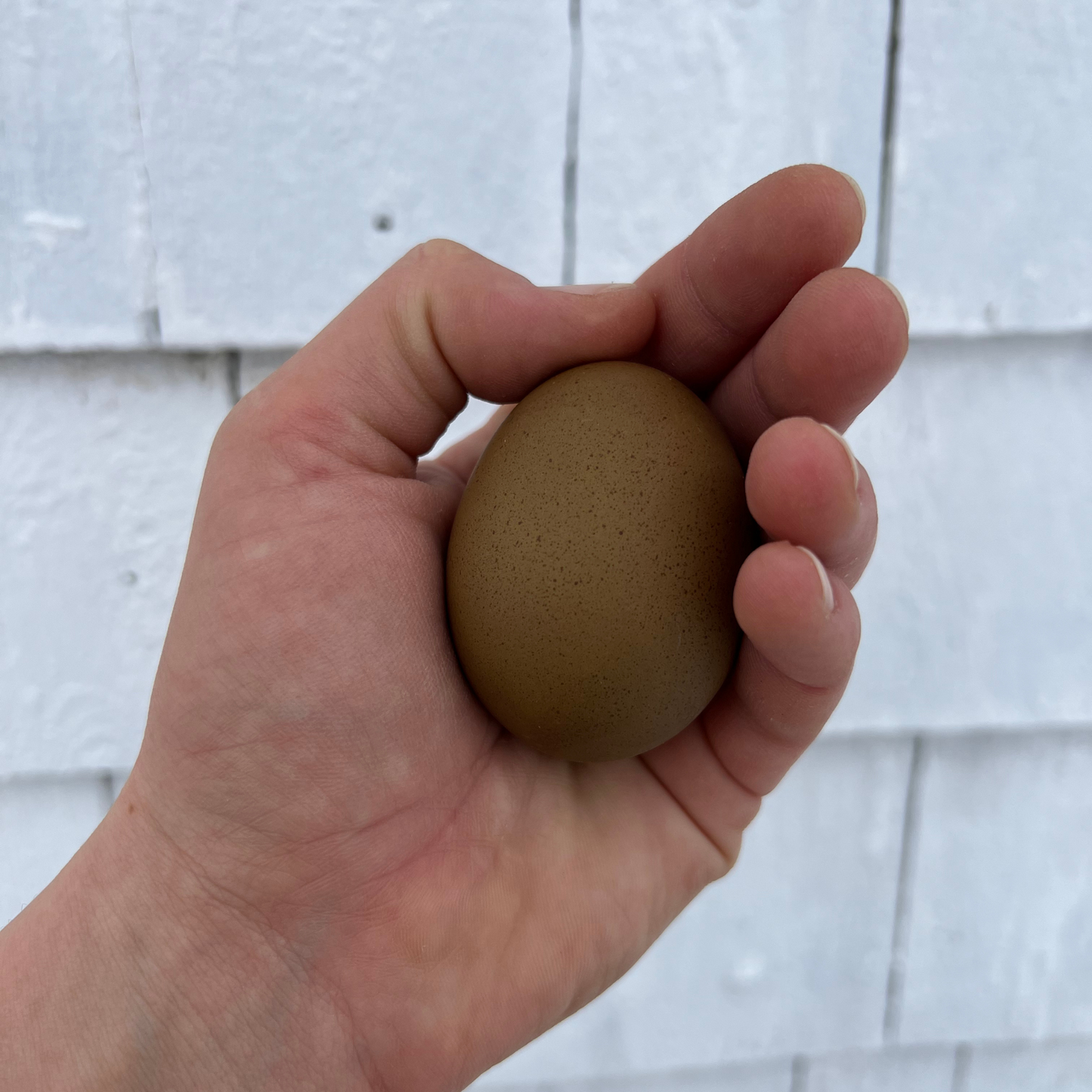 Olive Egger