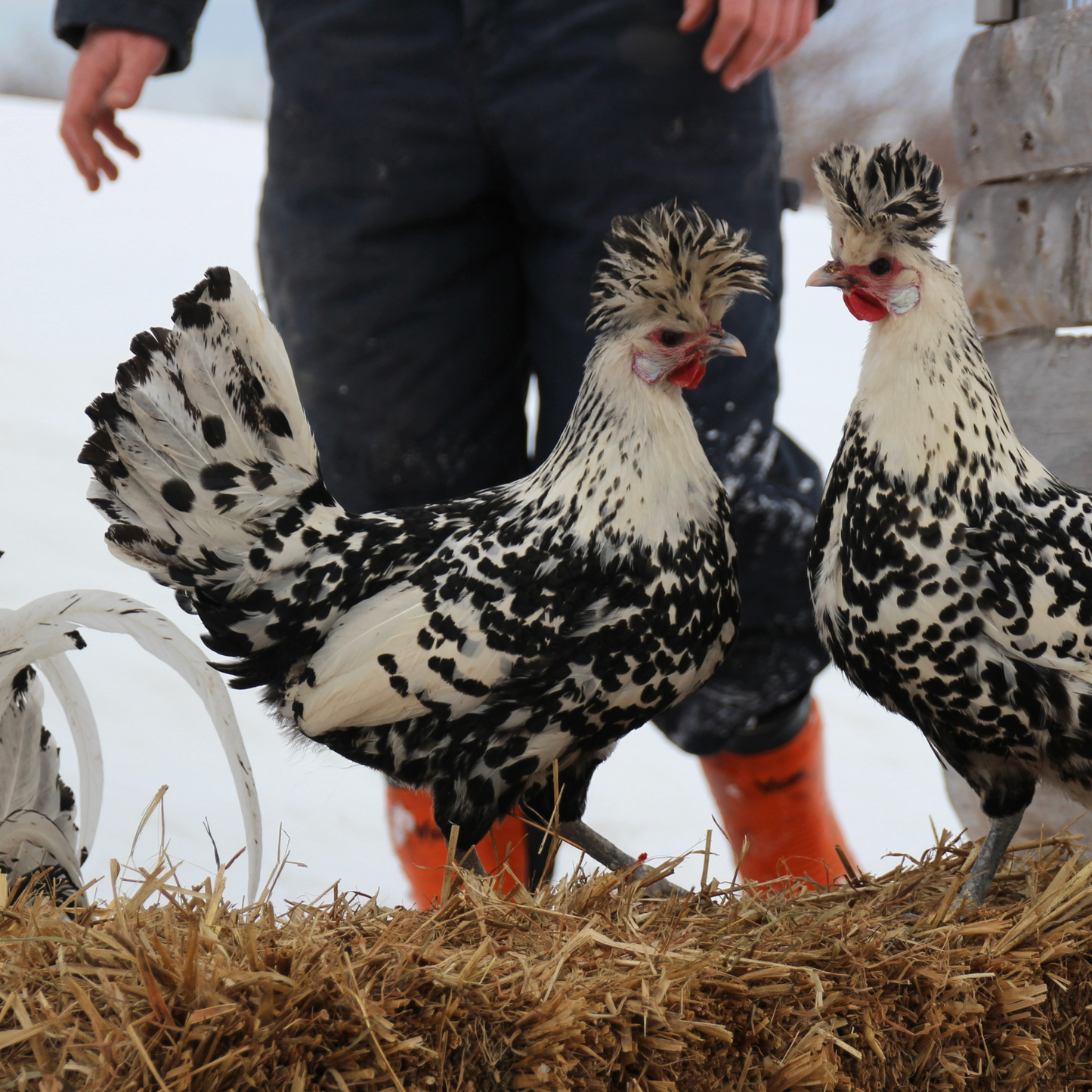Appenzelloise huppée argenté pointé noir