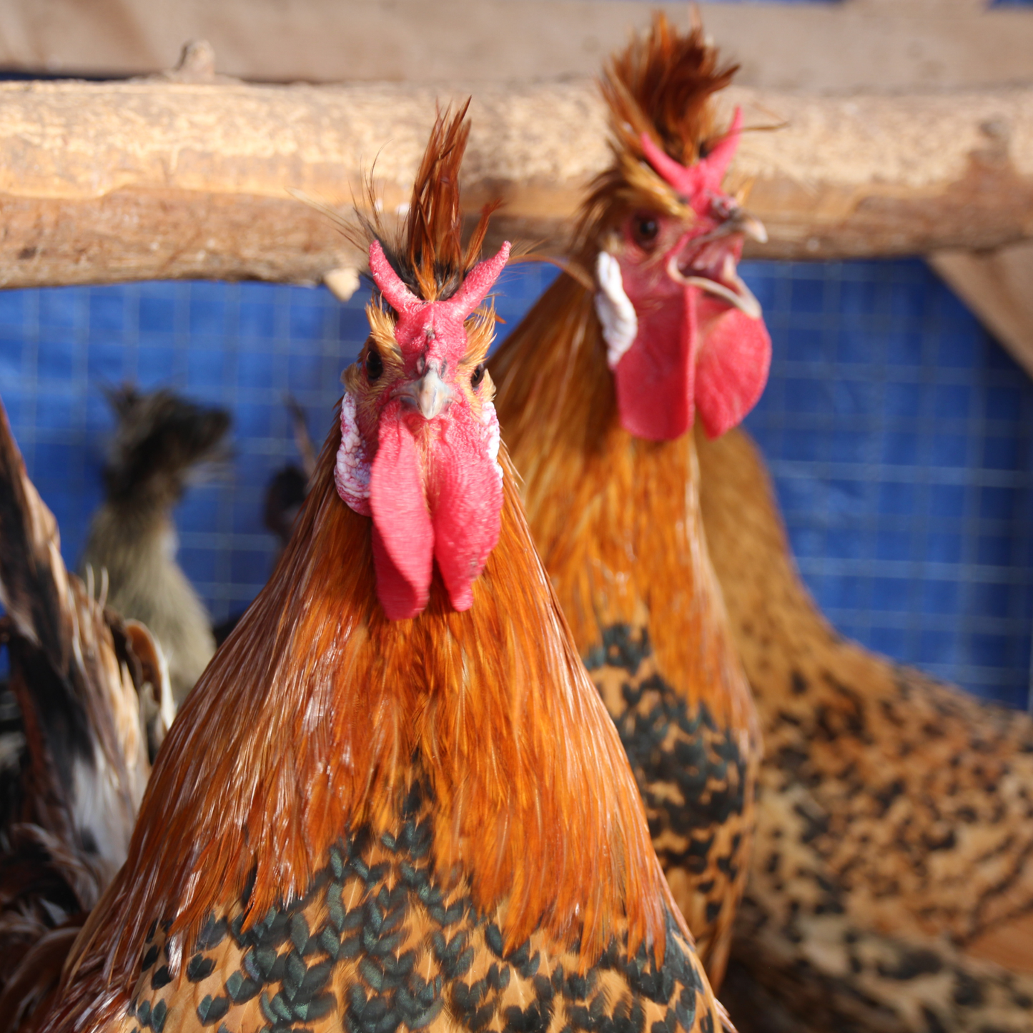 Appenzelloise huppée citrus et doré pointé noir