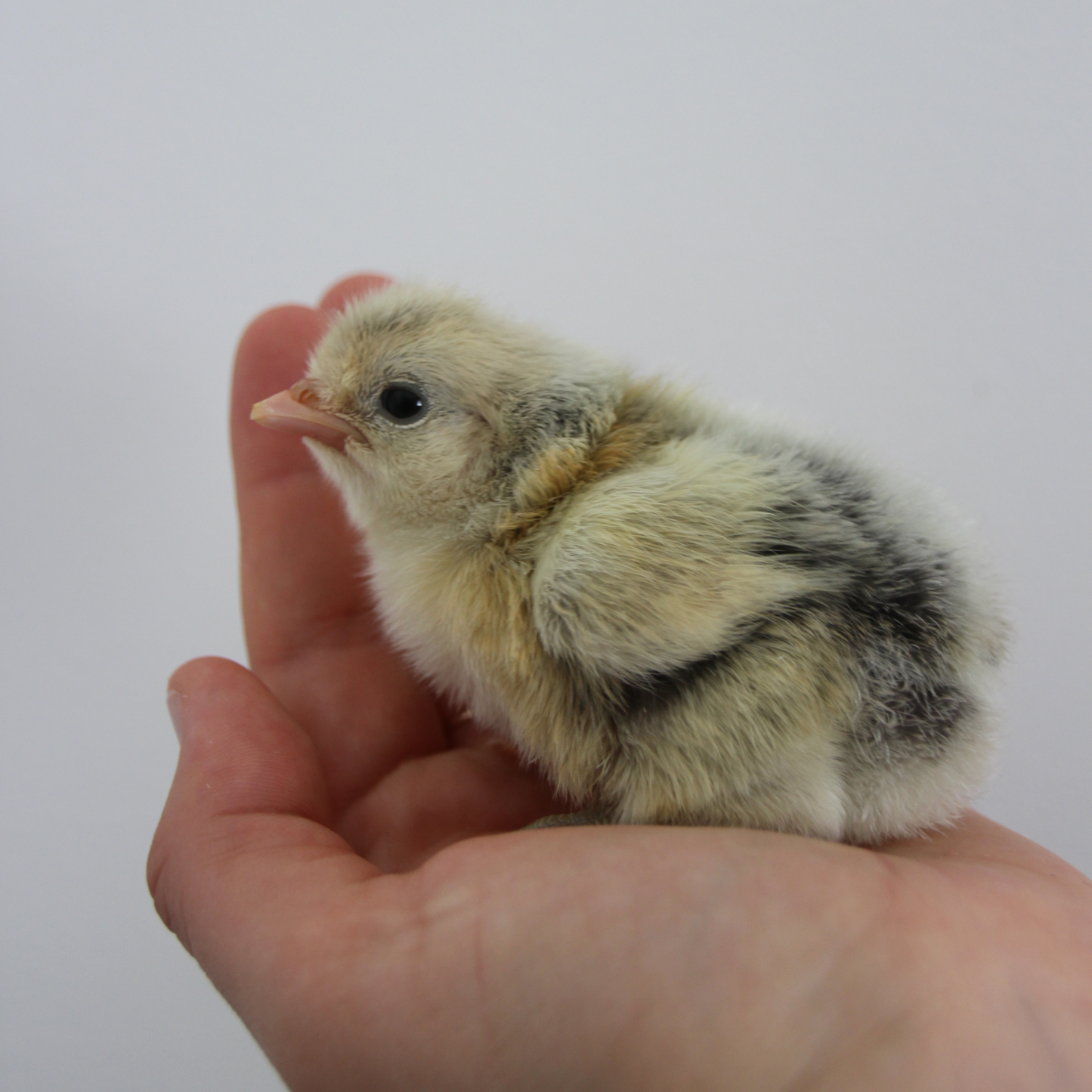 Appenzelloise huppée argenté pointé noir