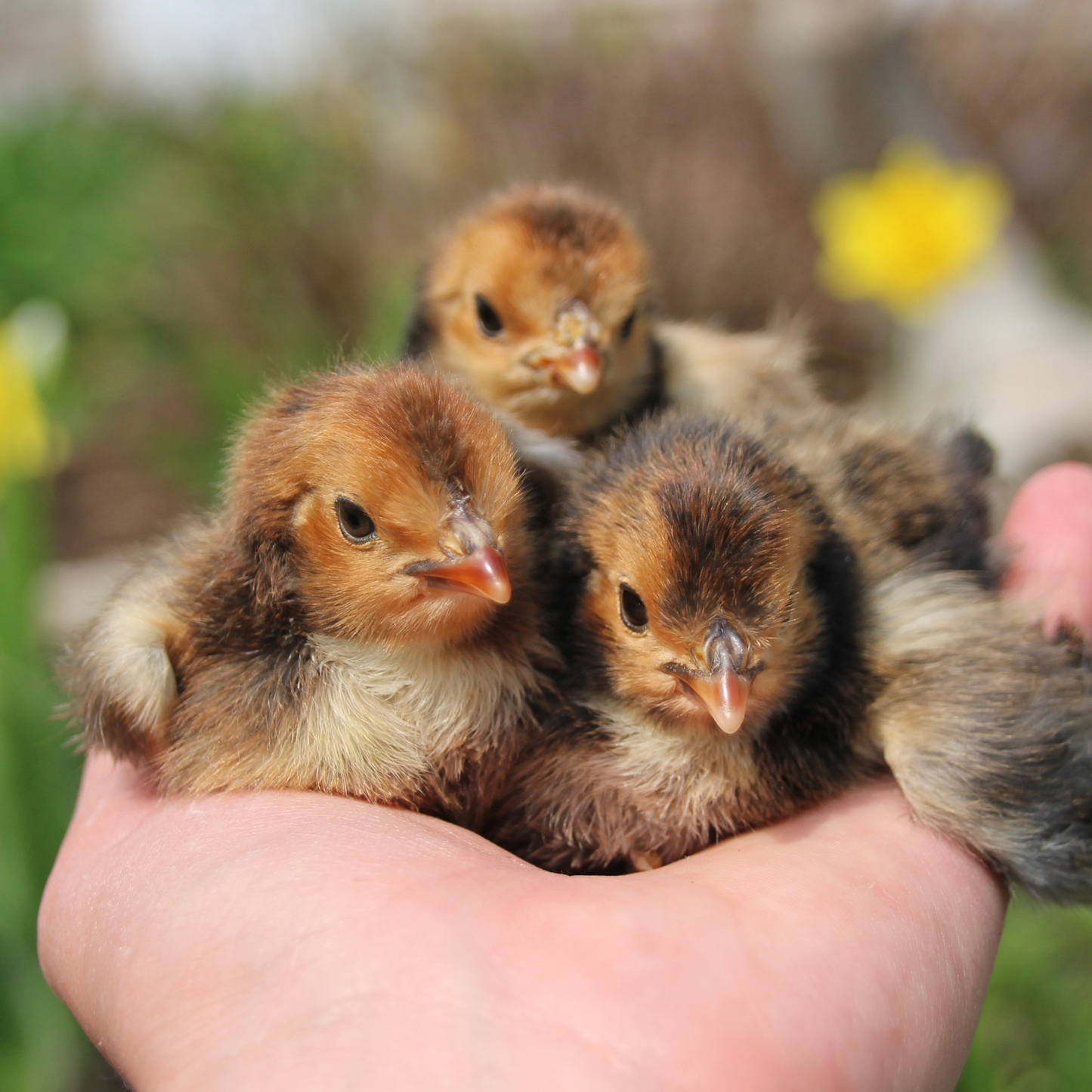 Appenzelloise huppée citrus et doré pointé noir