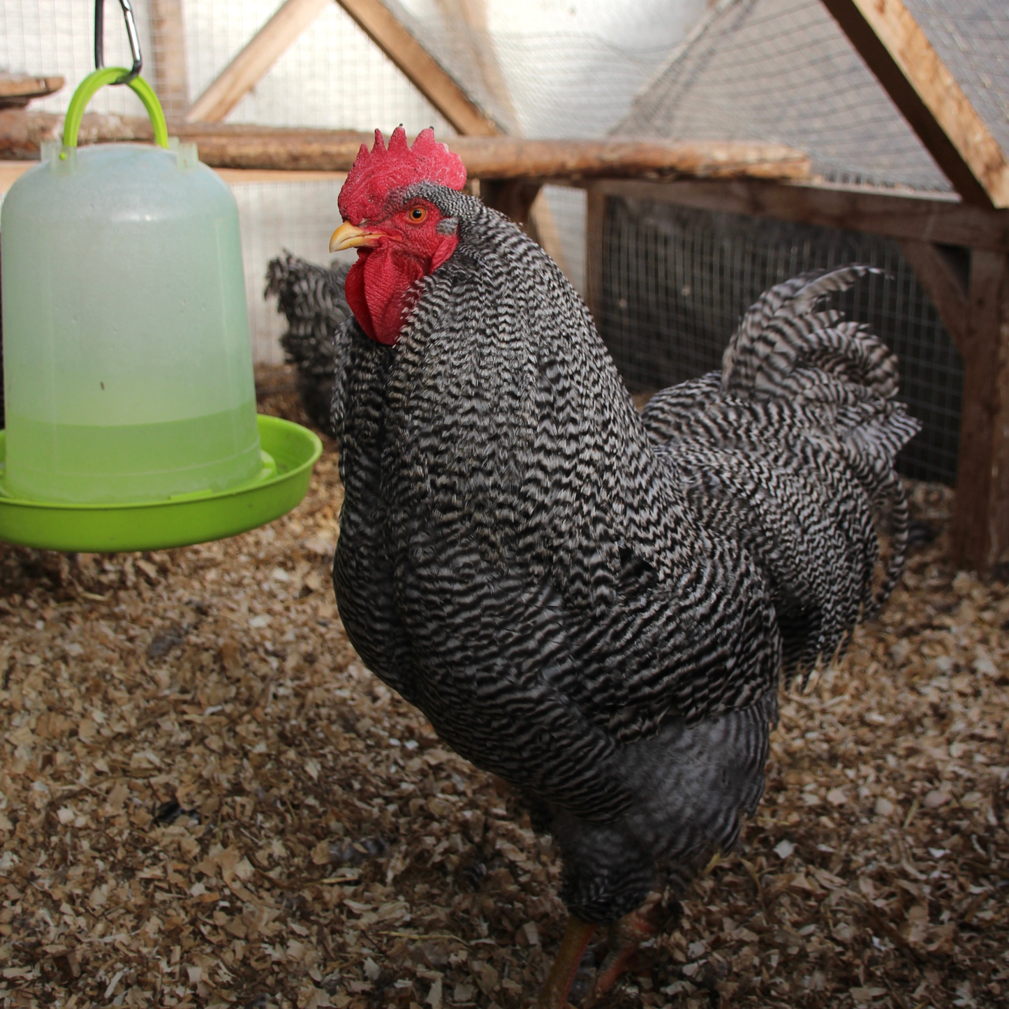 Plymouth Rock barrée