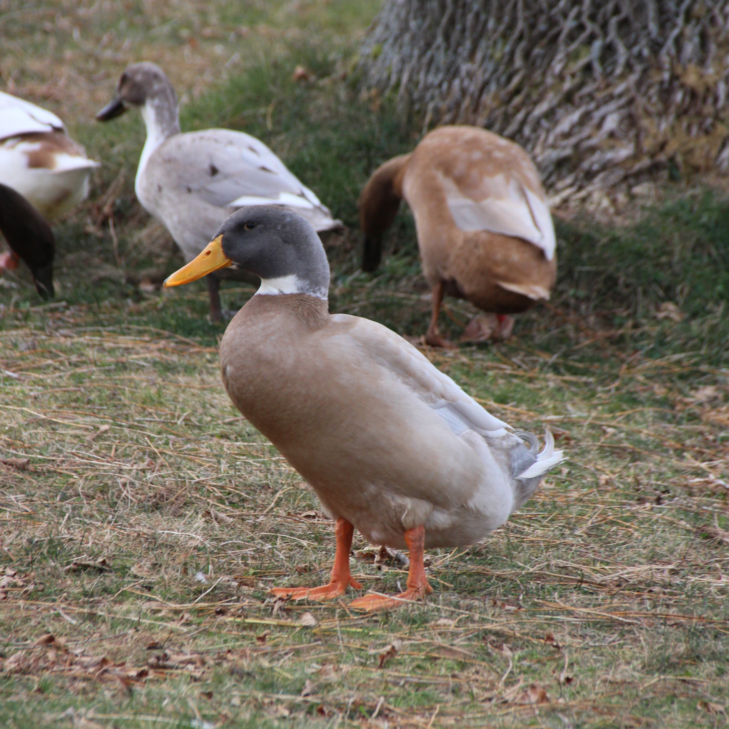 Canard Coureur Indien