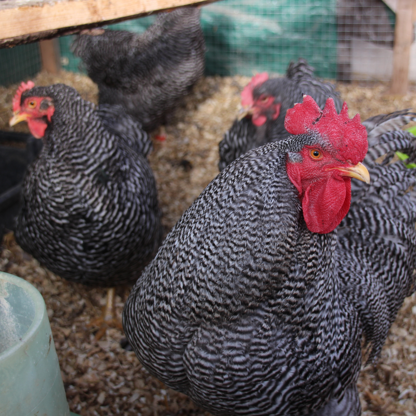 Plymouth Rock barrée