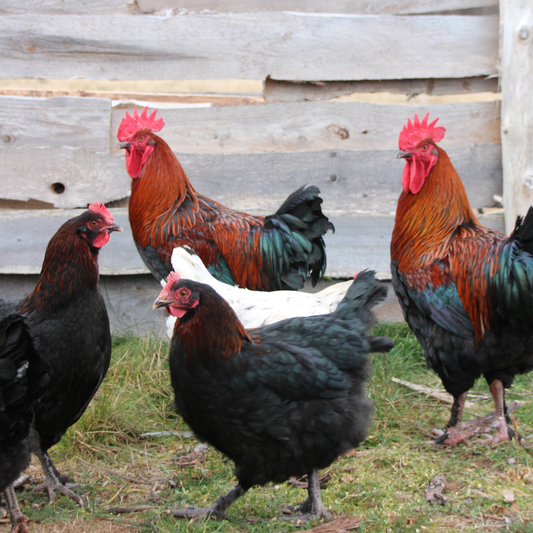 Marans noir à camail cuivré