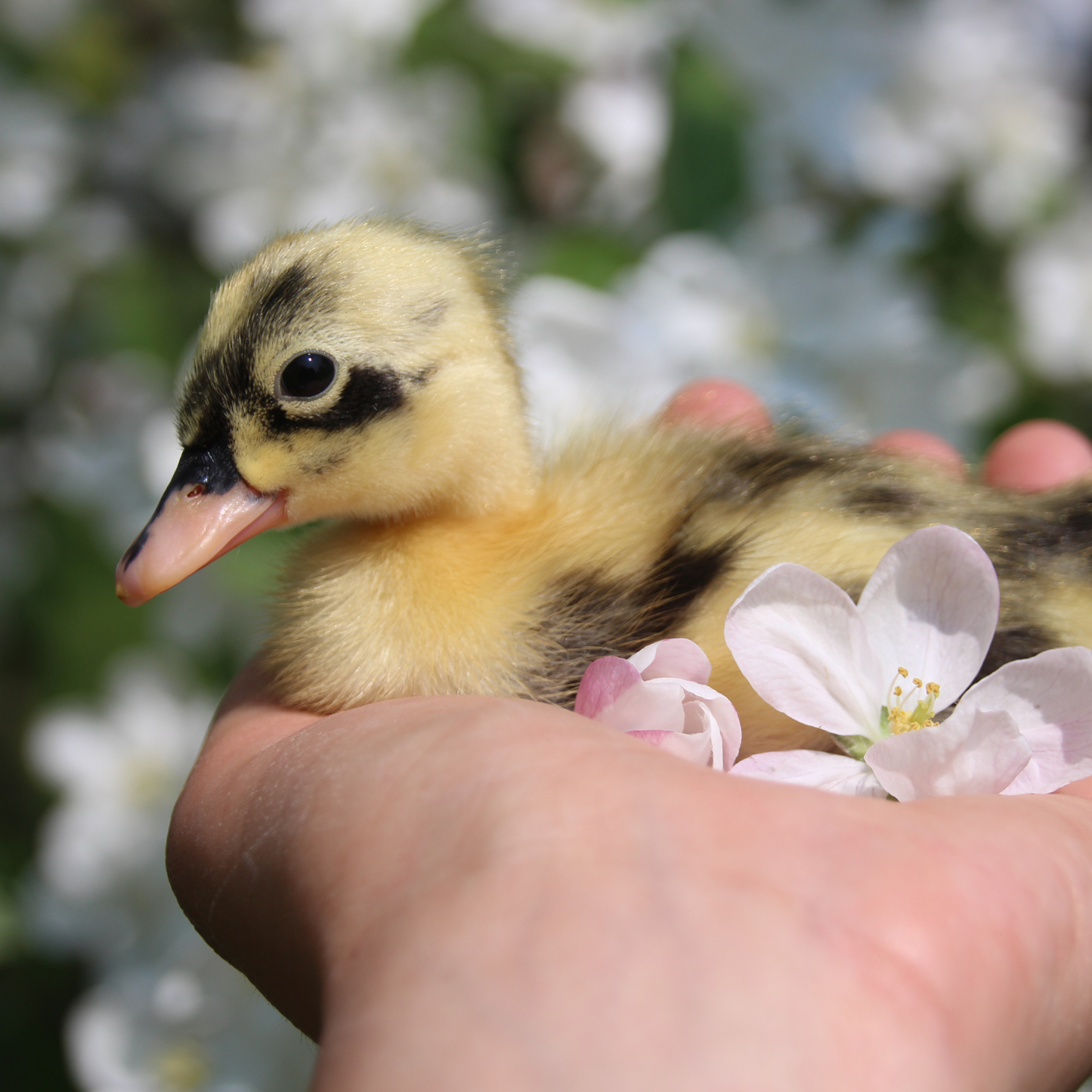 Canard Coureur Indien