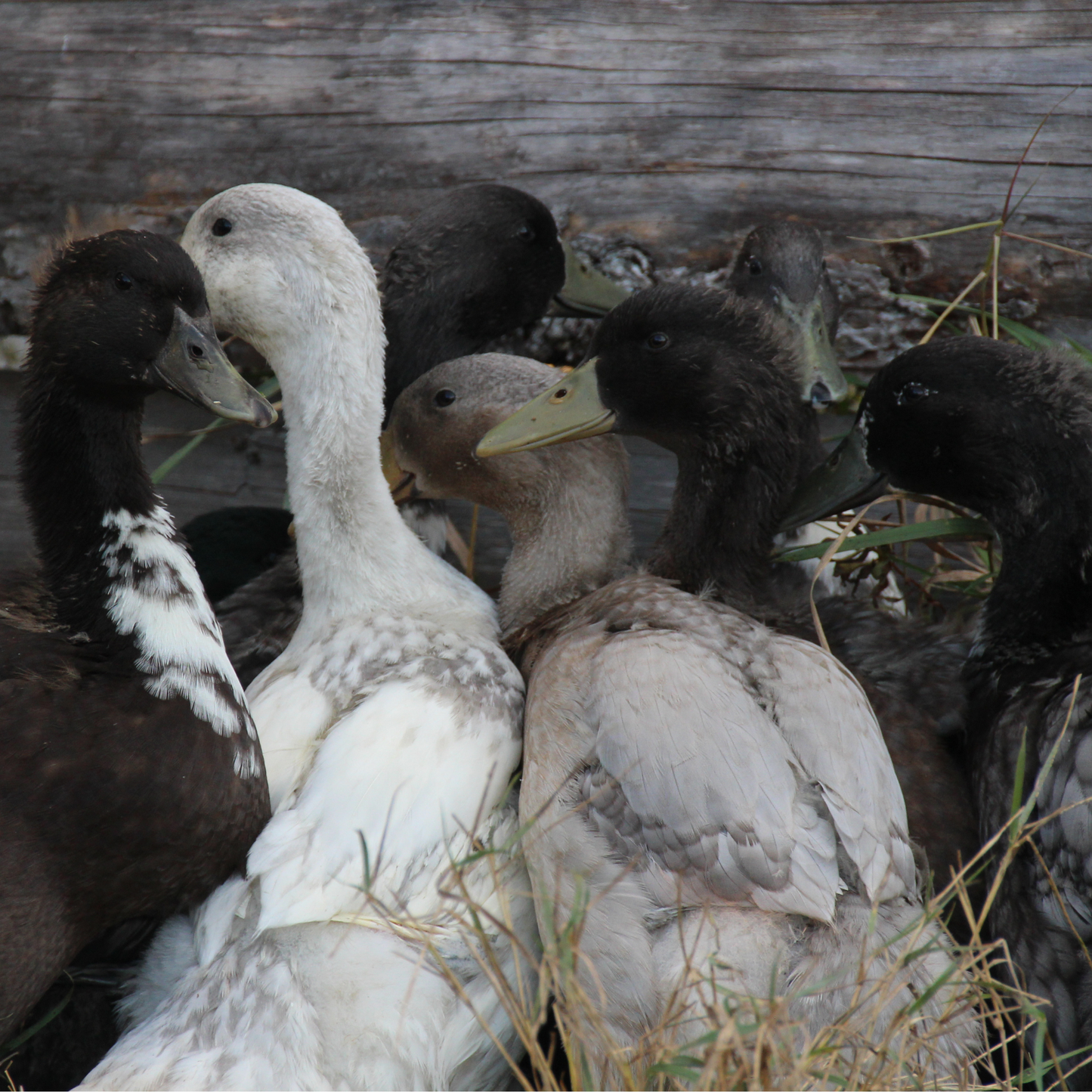 Canard Coureur Indien