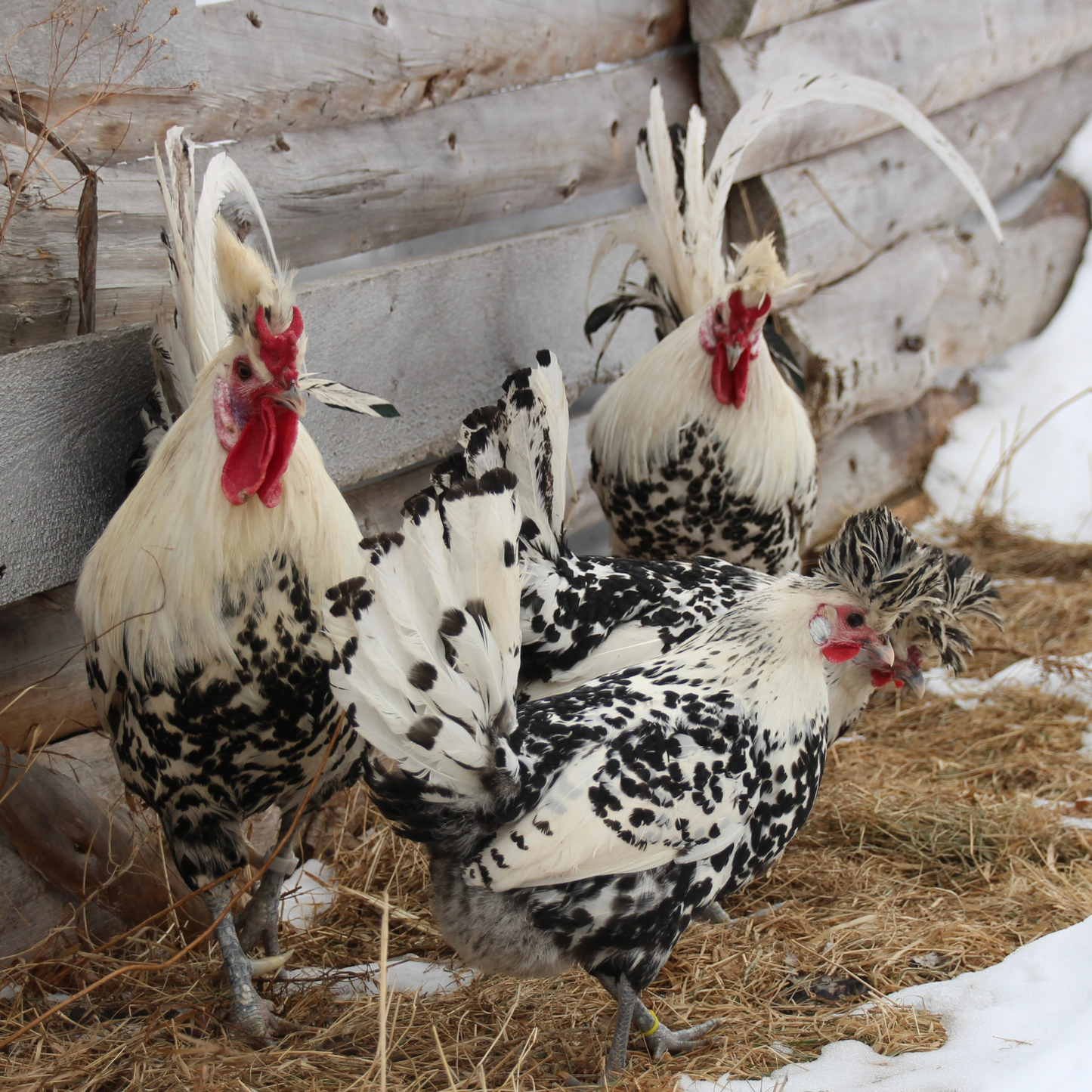 Appenzelloise huppée argenté pointé noir