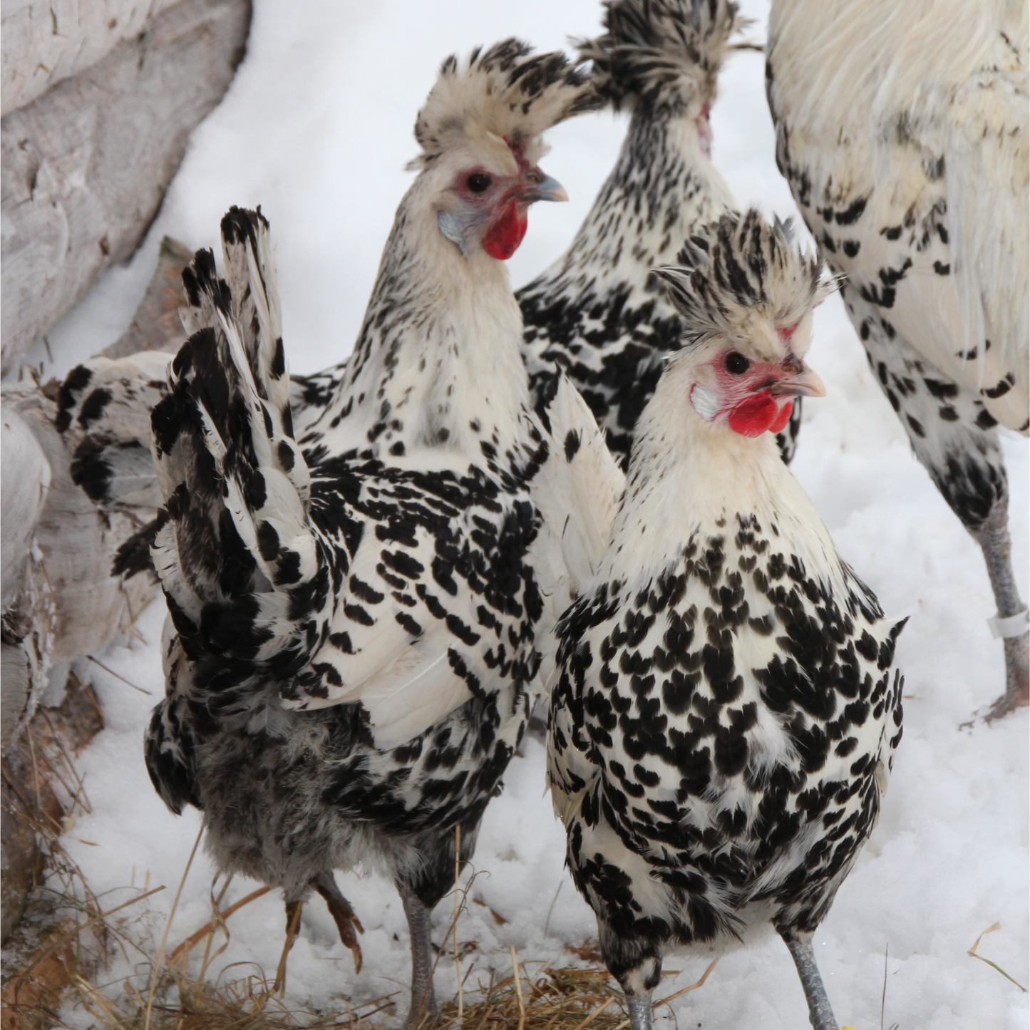 Appenzelloise huppée argenté pointé noir