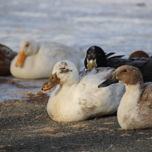 Canard Coureur Indien