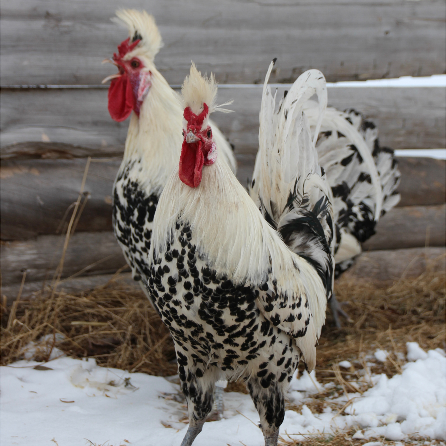 Appenzelloise huppée argenté pointé noir