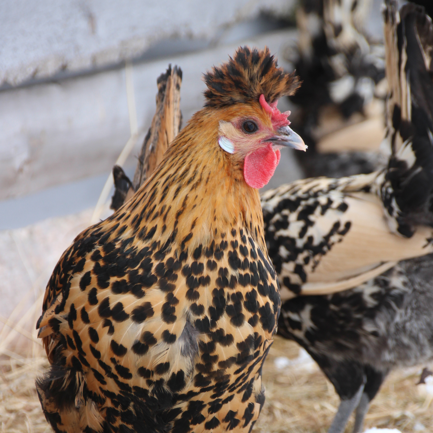 Appenzelloise huppée citrus et doré pointé noir
