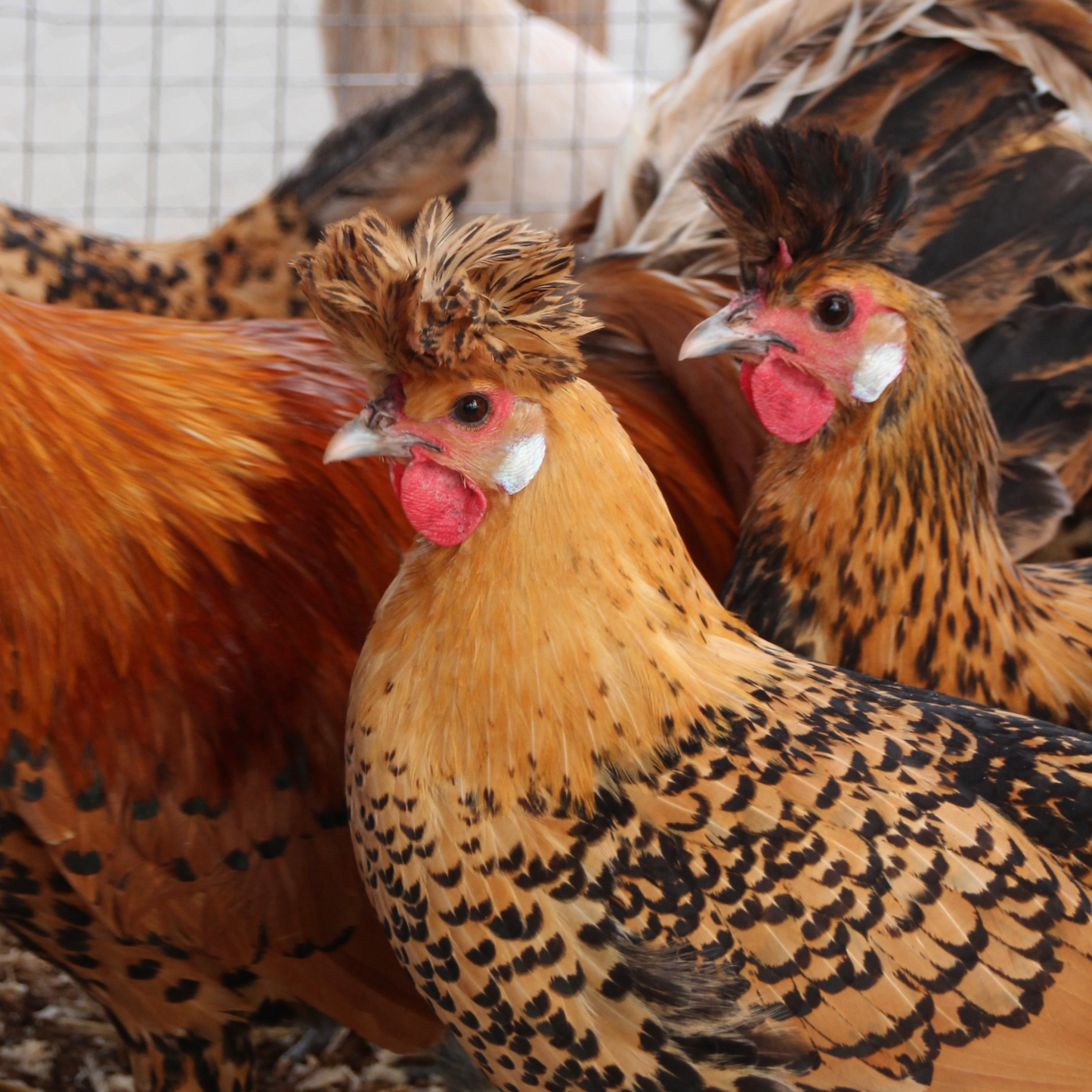 Appenzelloise huppée citrus et doré pointé noir