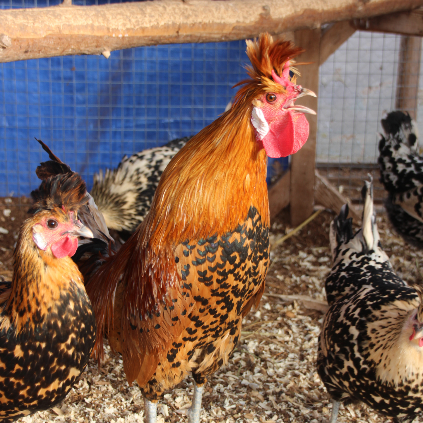 Appenzelloise huppée citrus et doré pointé noir