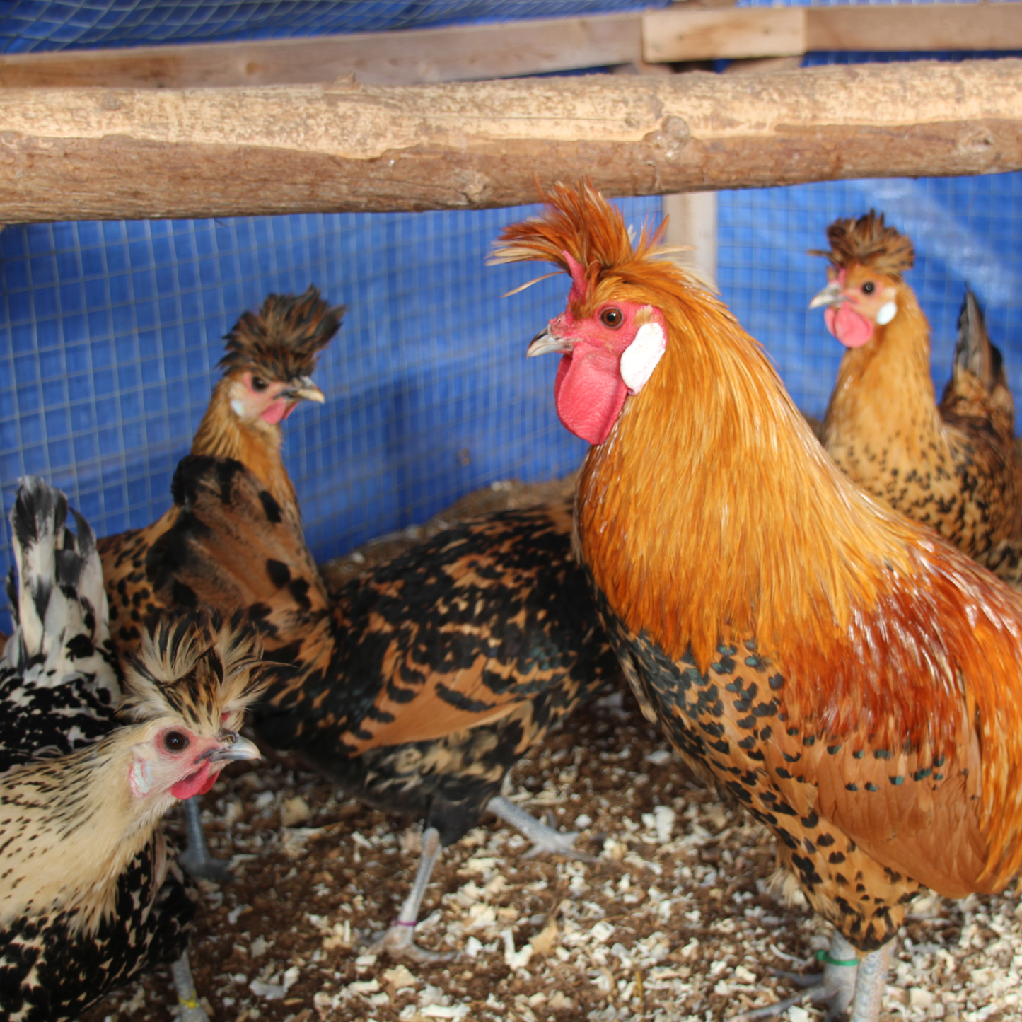 Appenzelloise huppée citrus et doré pointé noir