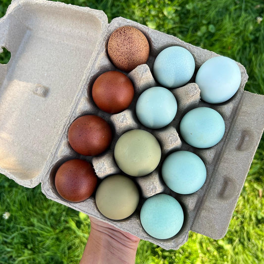 Mix pondeuses colorées (Douzaine) (Cueillette à la ferme seulement)