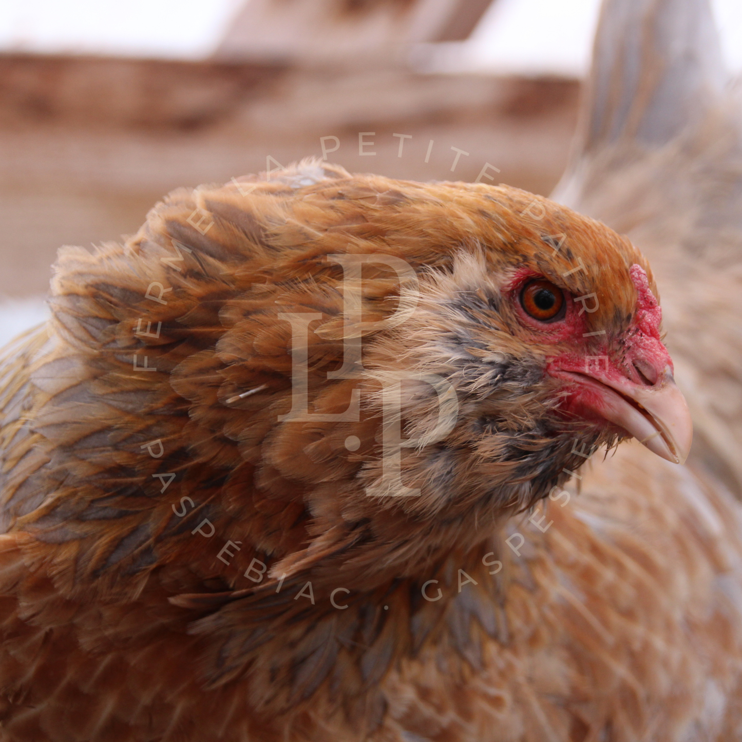 Blue Egger