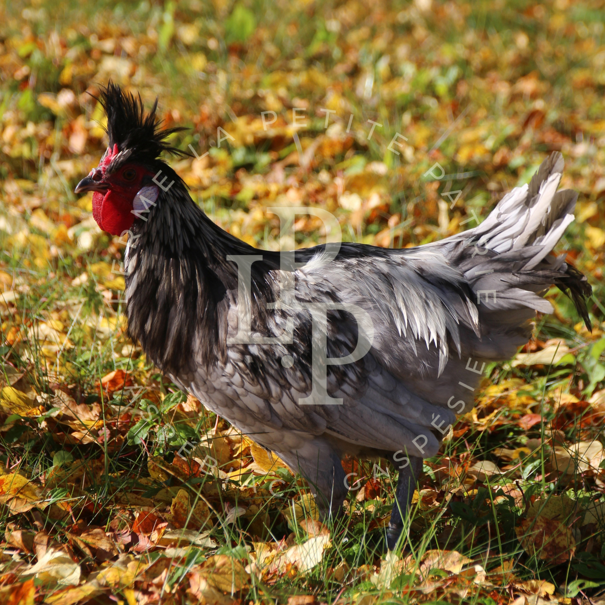 Appenzelloise huppée bleu