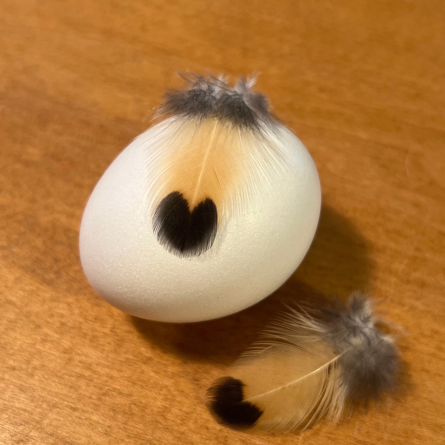 Appenzelloise huppée citrus et doré pointé noir