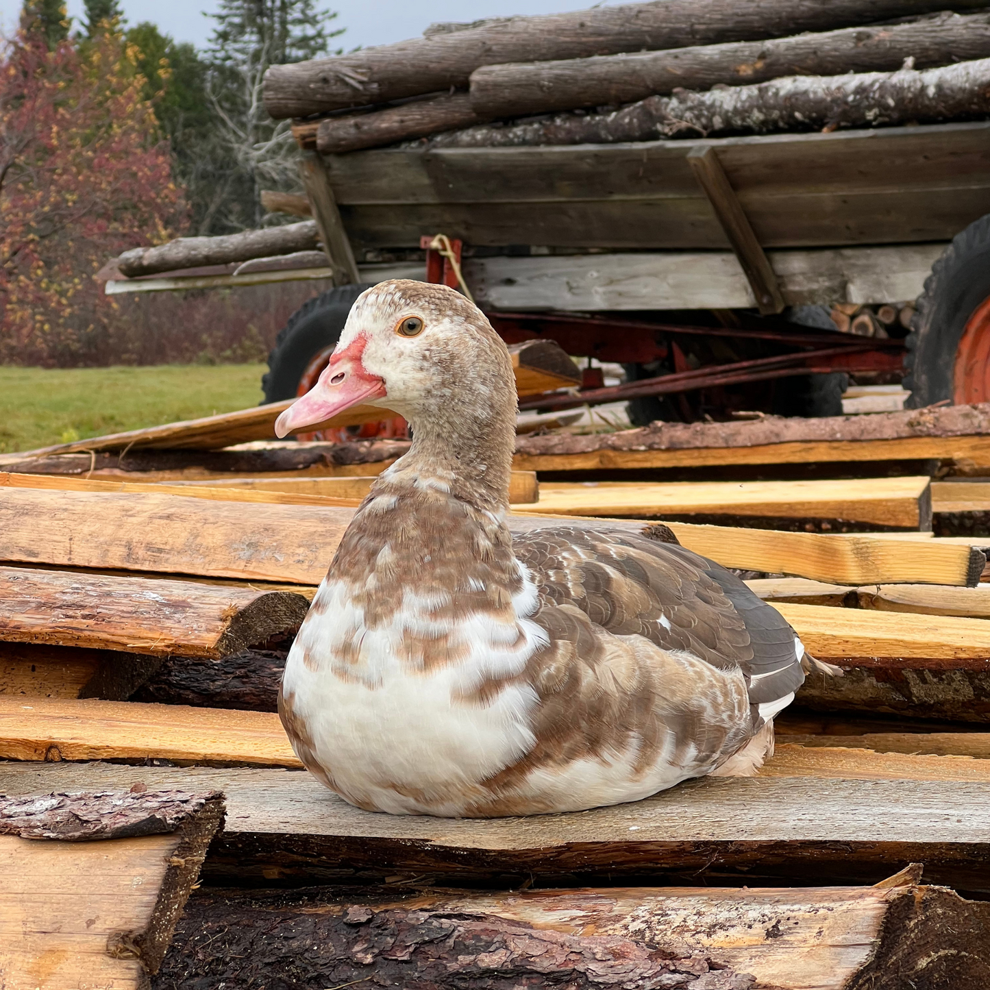 Canard de Barbarie