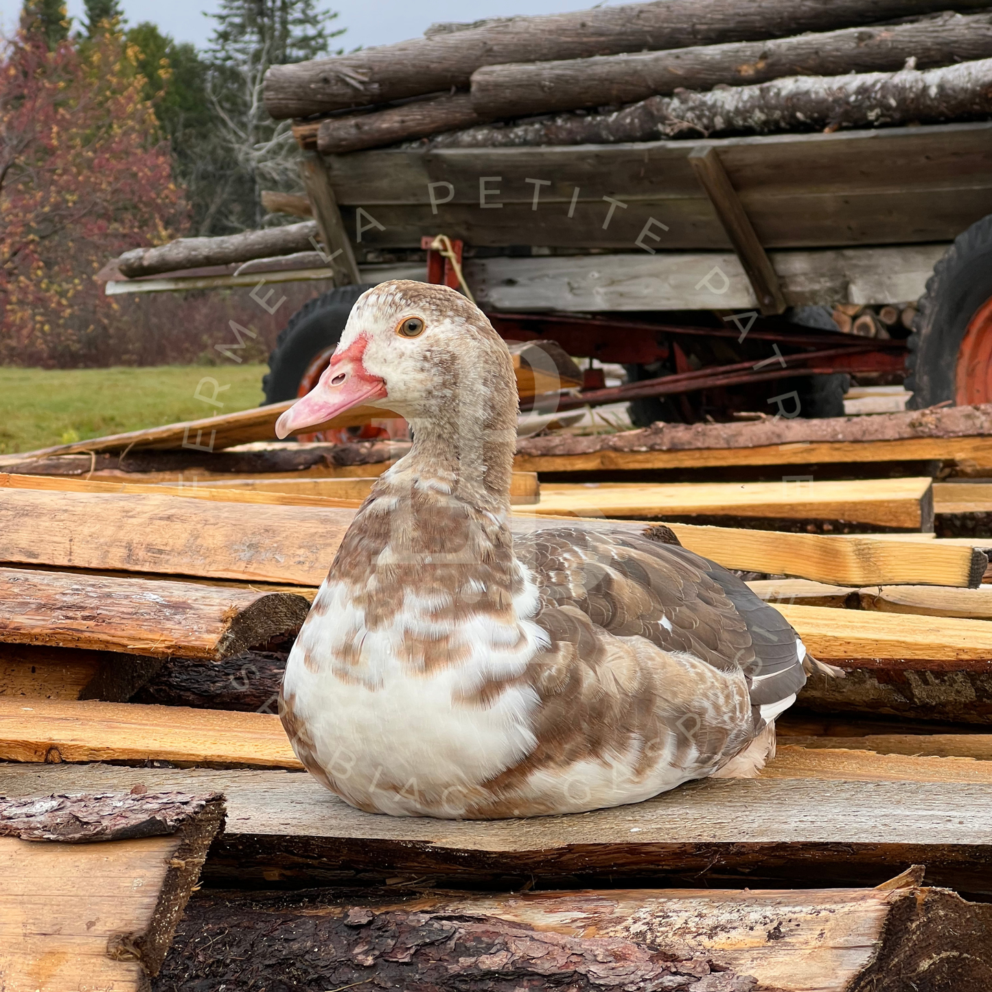 Canard de Barbarie
