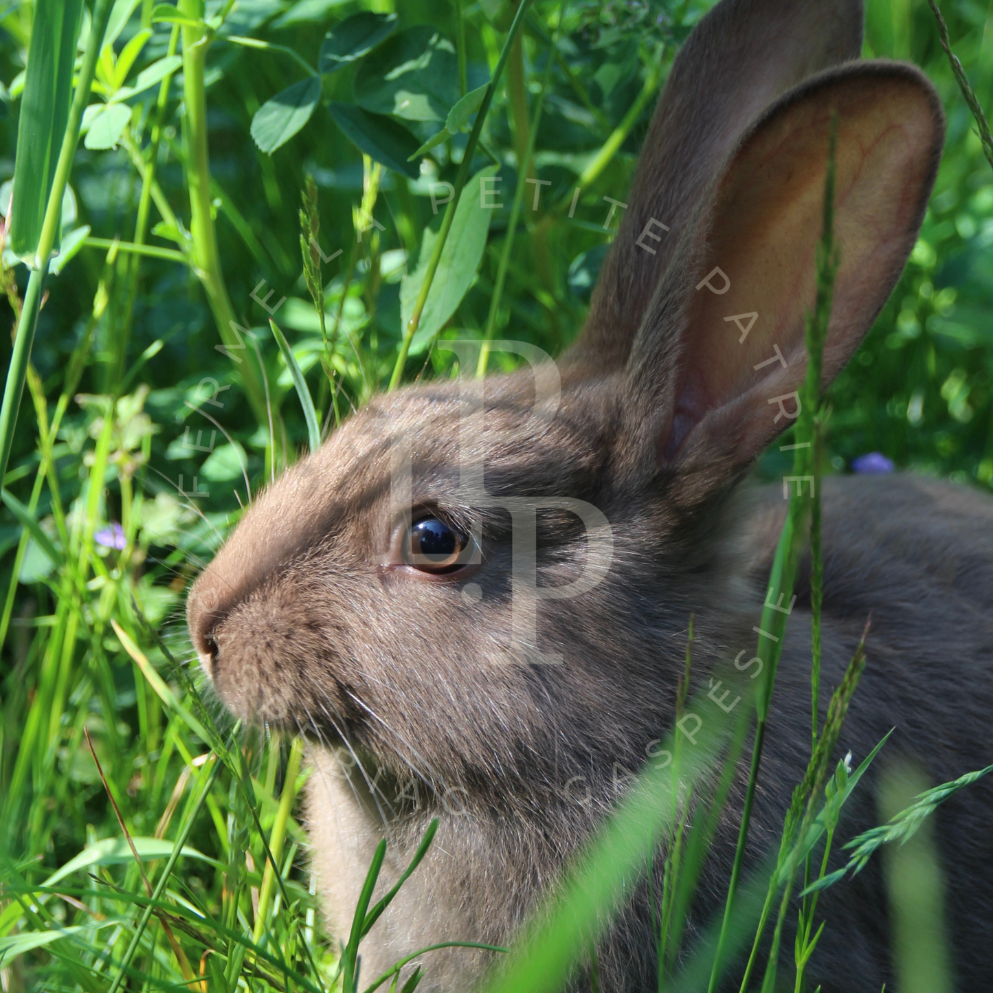 Lapin