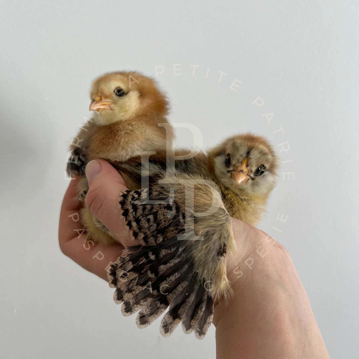 Blue Egger