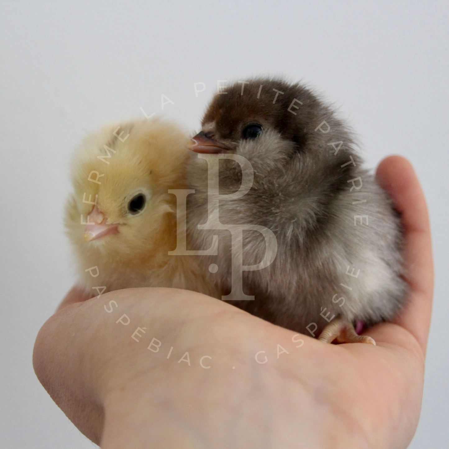 Blue Egger