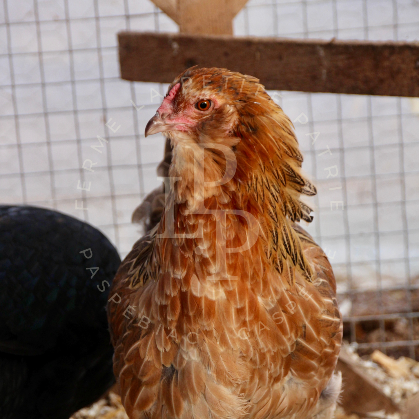 Blue Egger