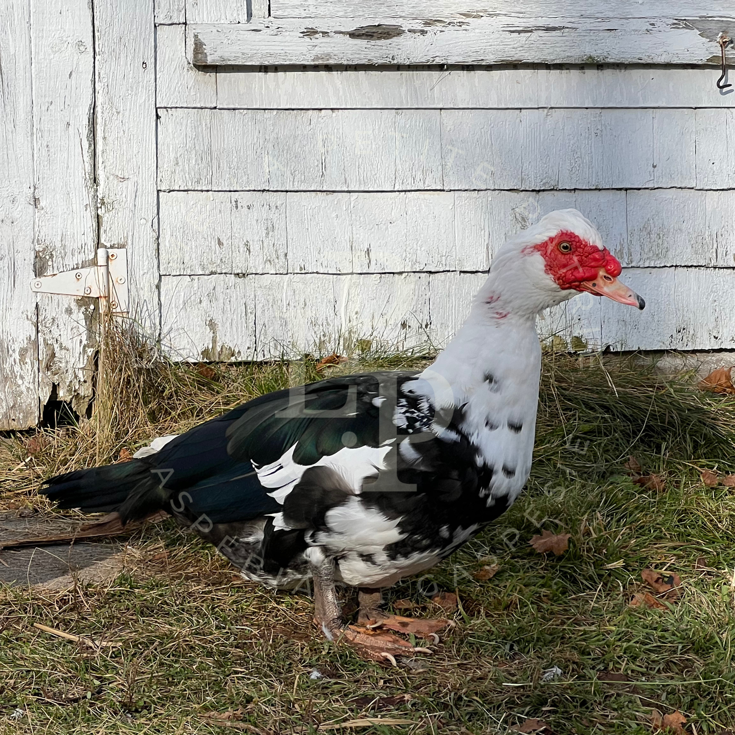 Canard de Barbarie