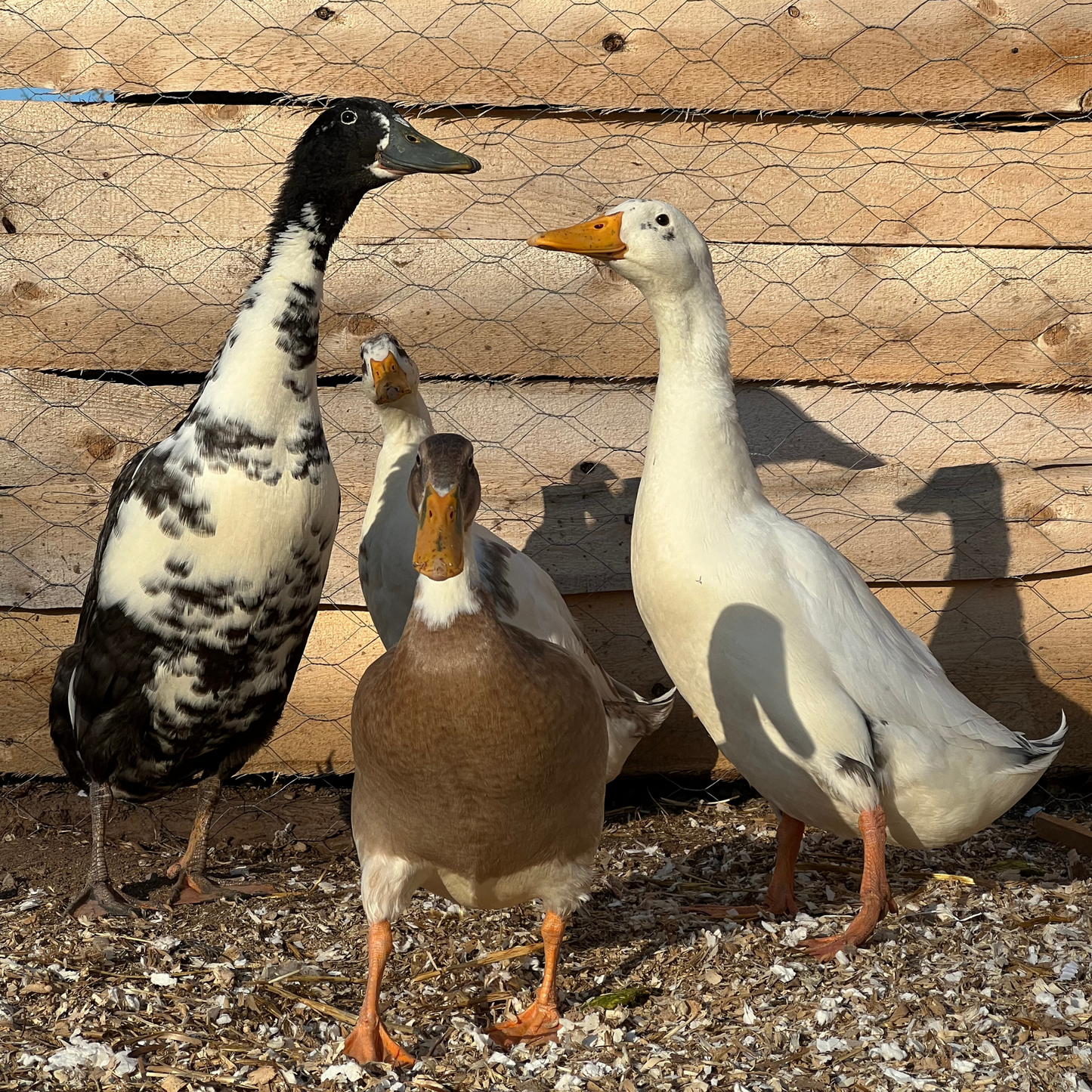 Canard Coureur Indien