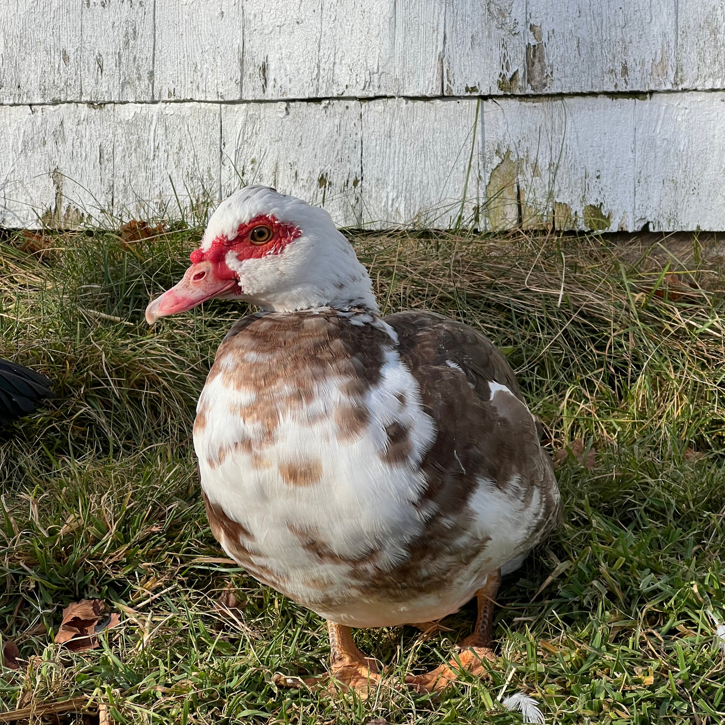 Canard de Barbarie