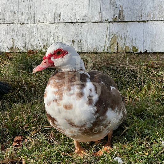 Canard de Barbarie