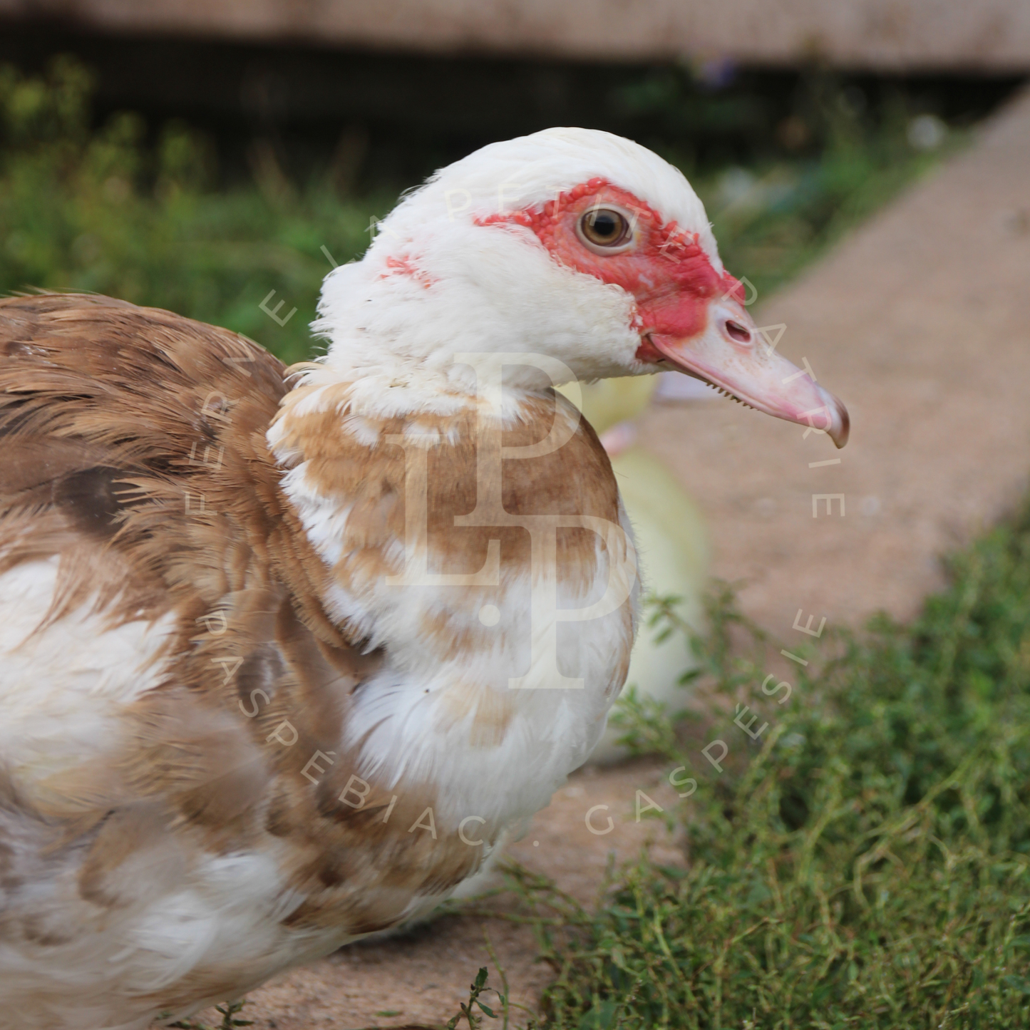 Canard de Barbarie