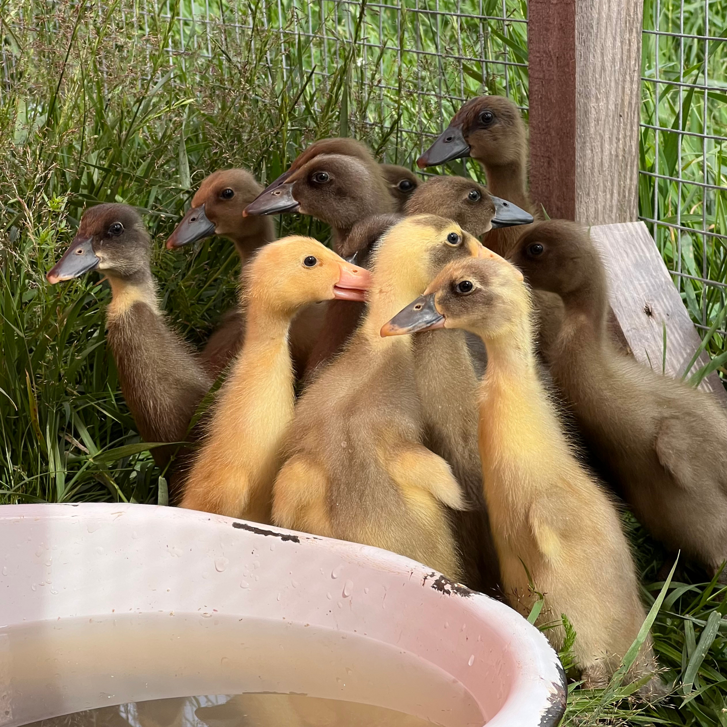 Canard Coureur Indien