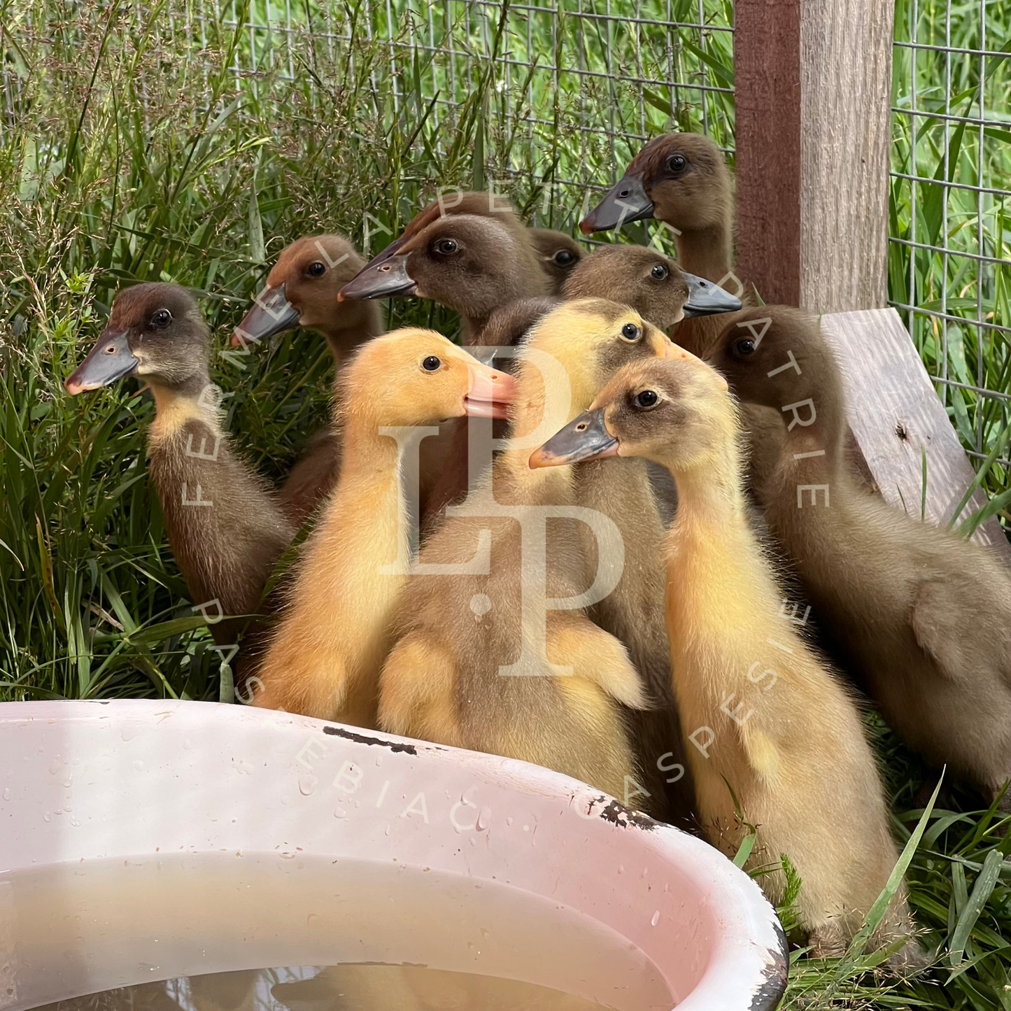 Canard Coureur Indien