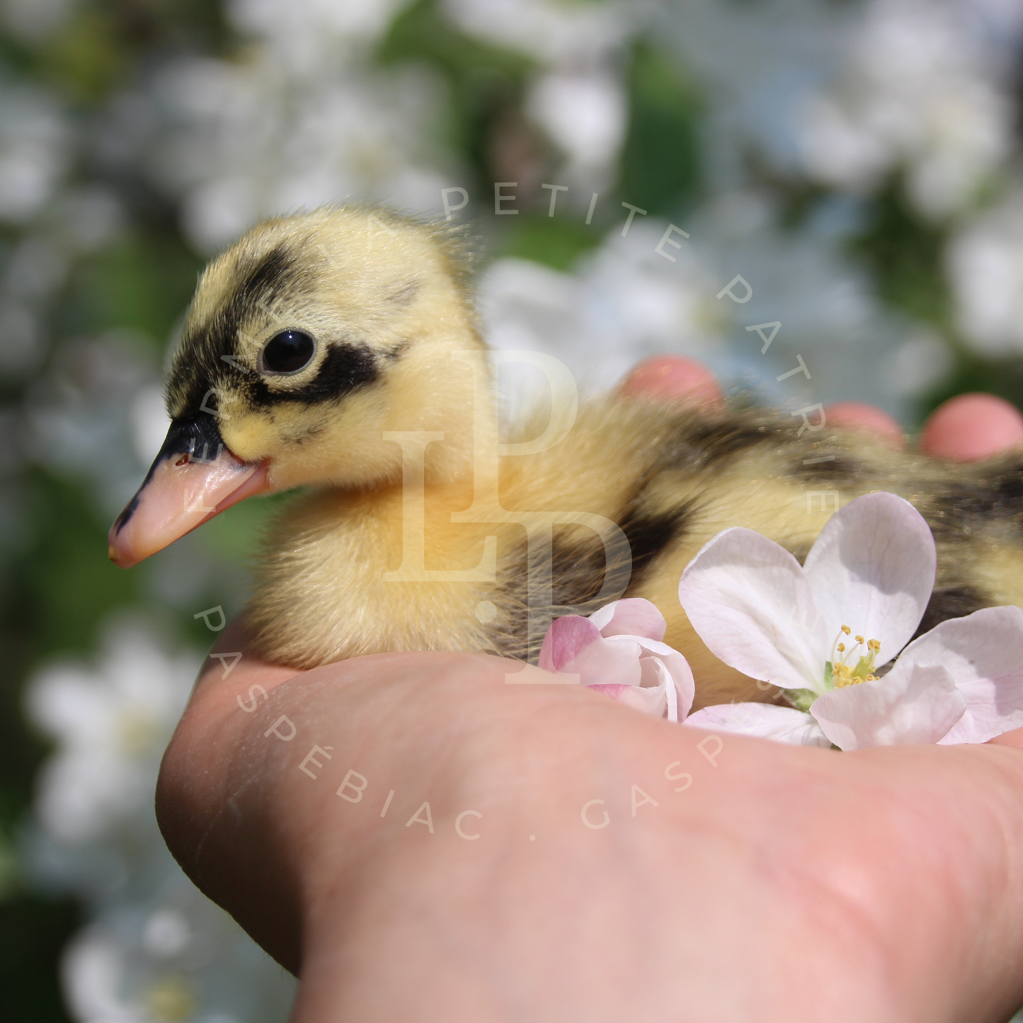 Canard Coureur Indien