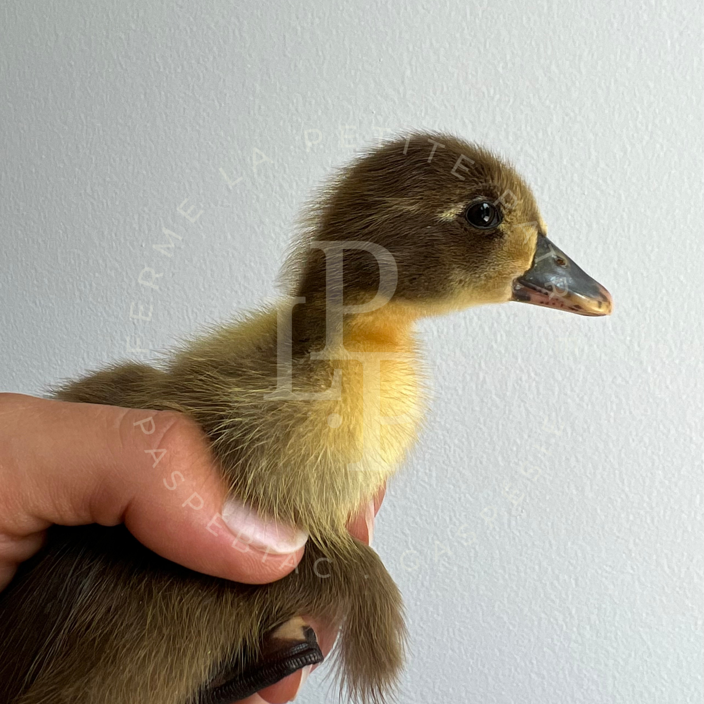Canard Coureur Indien