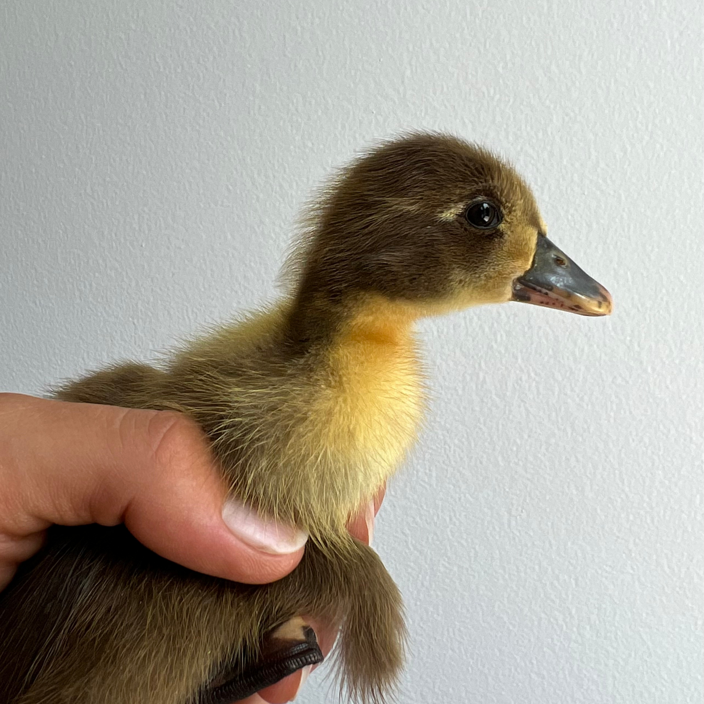 Canard Coureur Indien