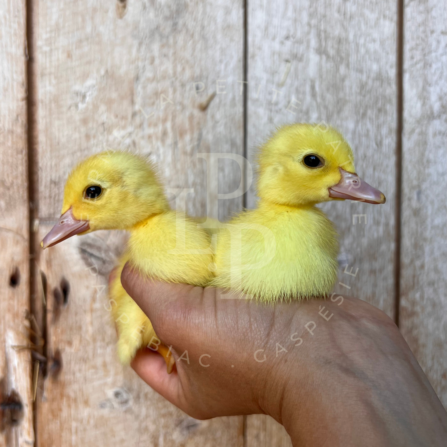 Canard de Barbarie