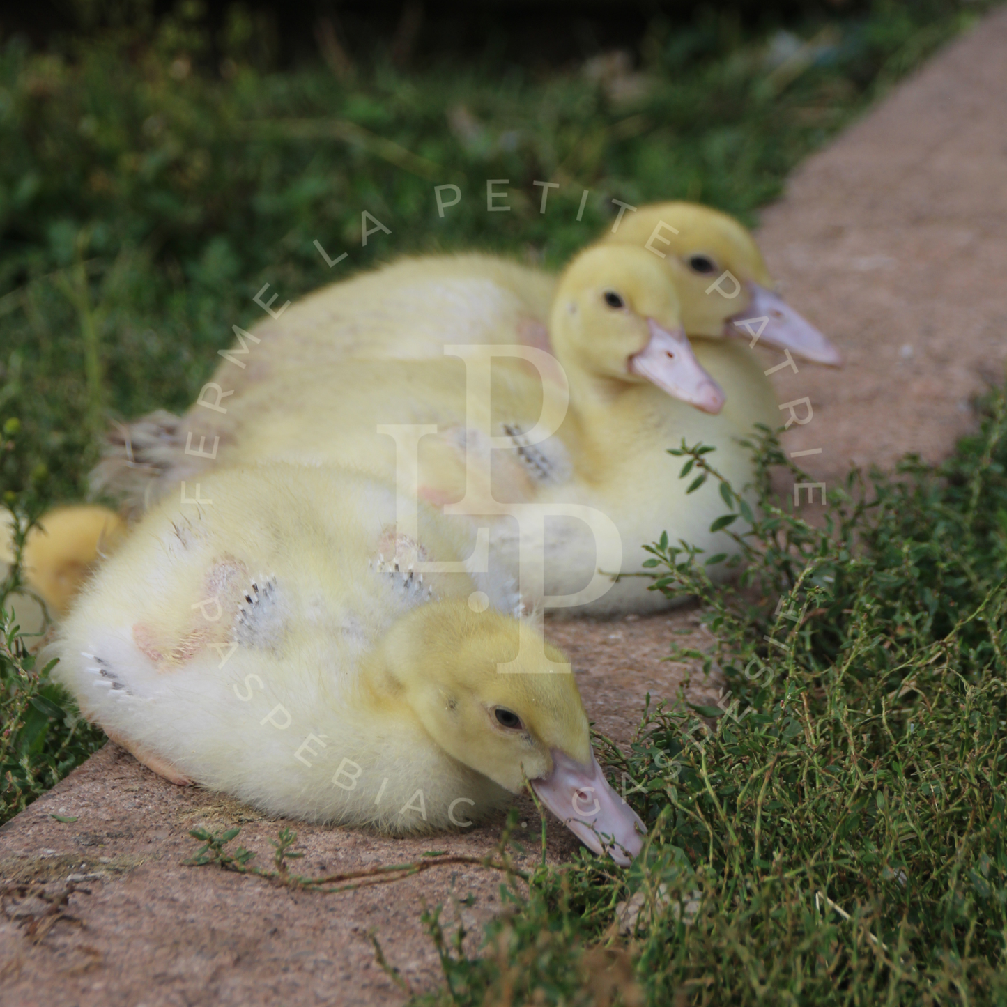 Canard de Barbarie