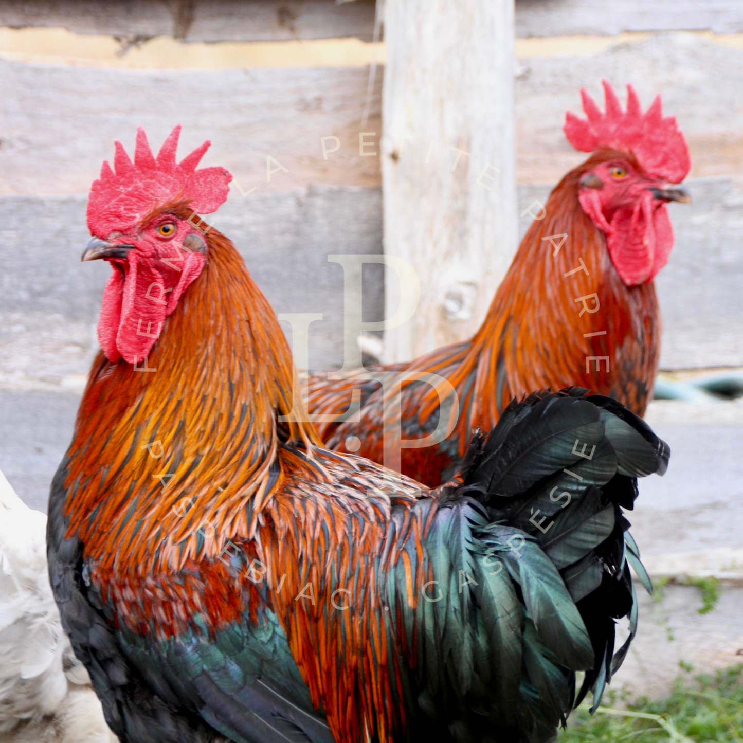 Marans noir à camail cuivré