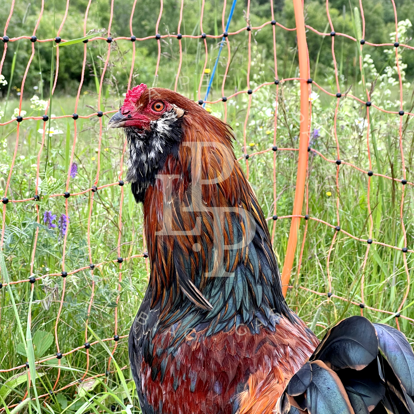 Blue Egger