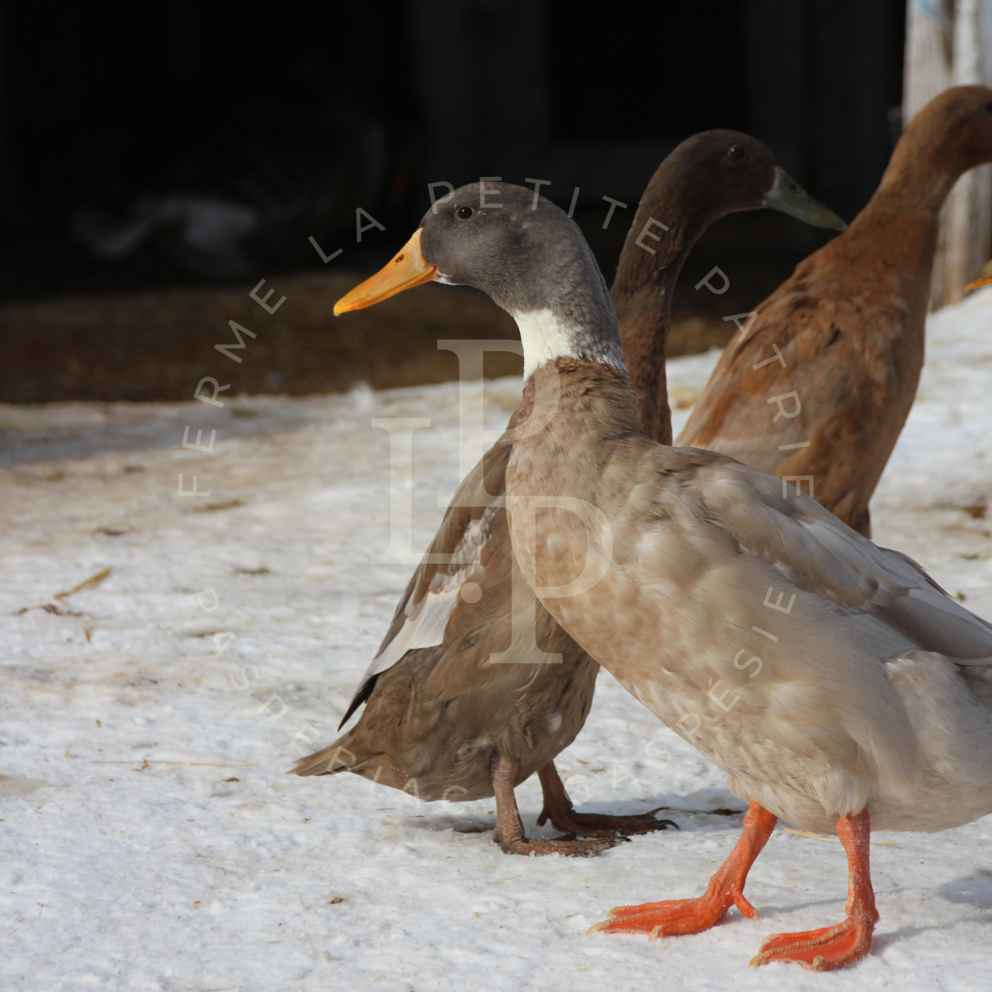 Canard Coureur Indien
