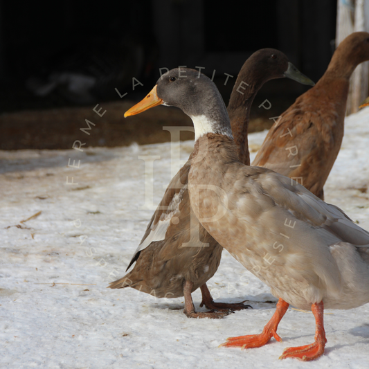 Canard Coureur Indien