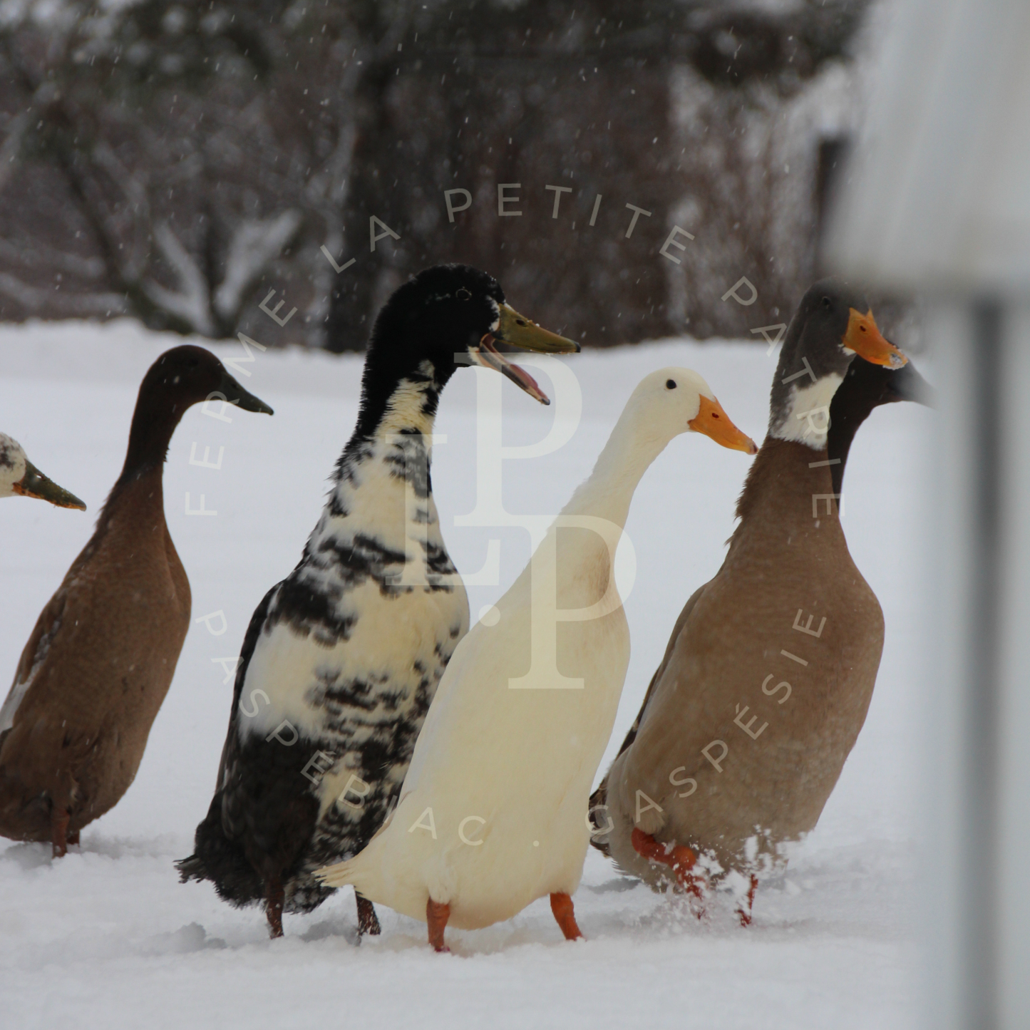 Canard Coureur Indien