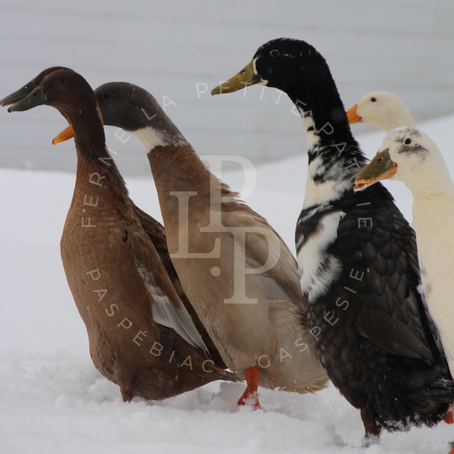 Canard Coureur Indien