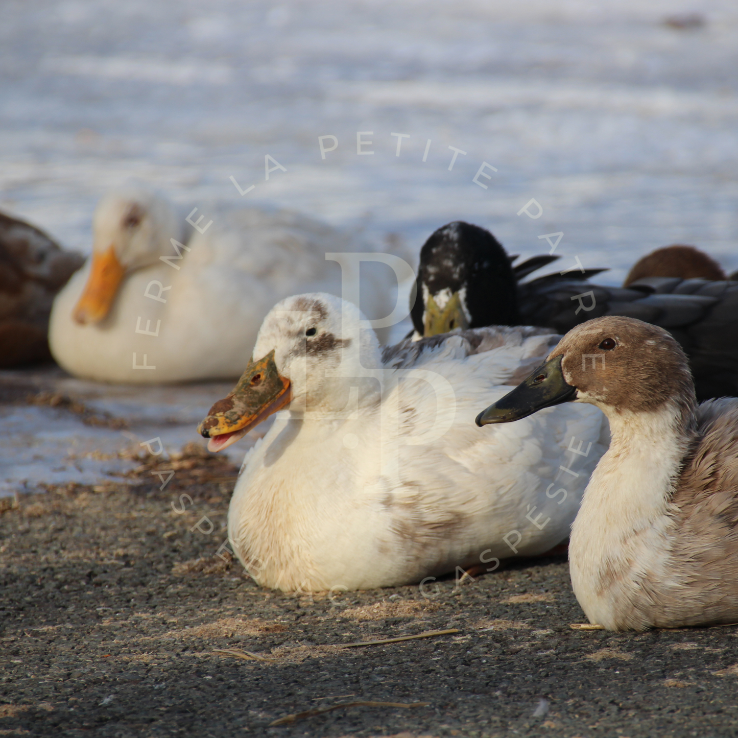 Canard Coureur Indien