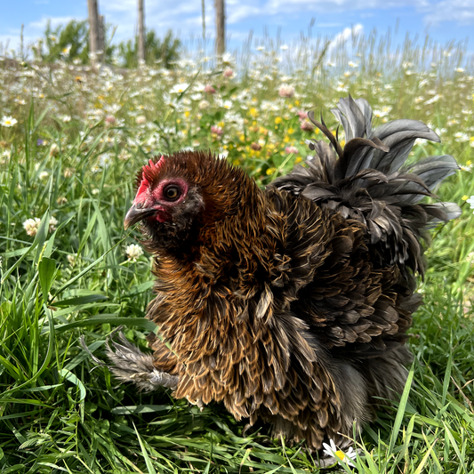 Bantam frisé x Soyeux (Cueillette à la ferme seulement)